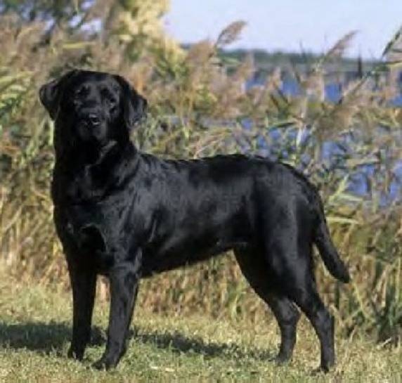 labrador