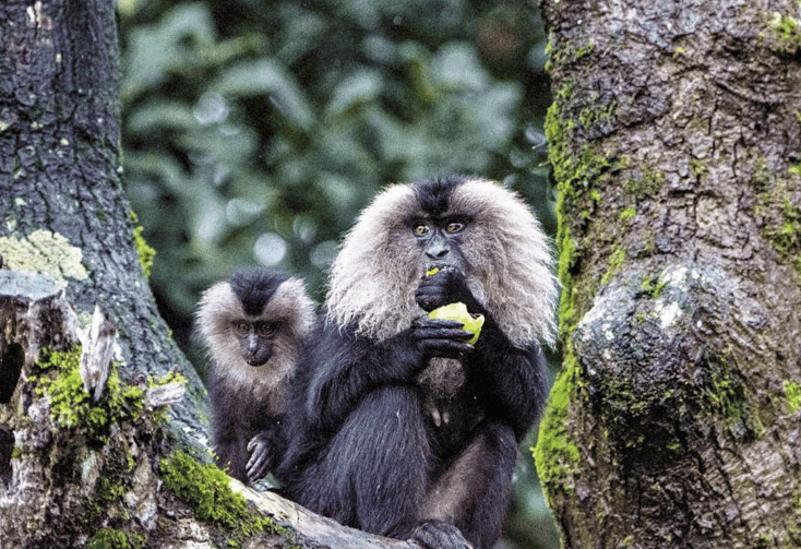 Lion-tailed Macaque- Annamalai Wildlife Sanctuary, Tamil Nadu