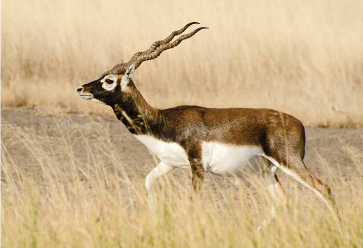 Blackbuck @ Velavadar National Park, Gujarat