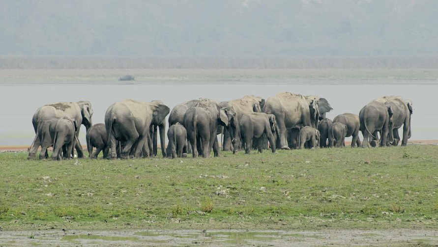 Asiatic Elephant- Kaziranga National Park, Assam