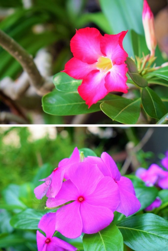 Unwind in Thailand - Smell the flowers