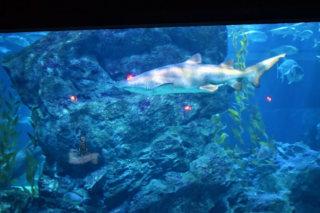 Sealife Ocean World Aquarium Shark Images