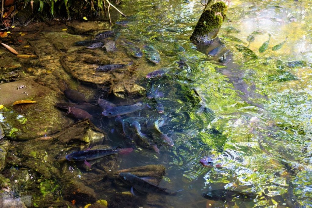 Catfish Farm Krabi
