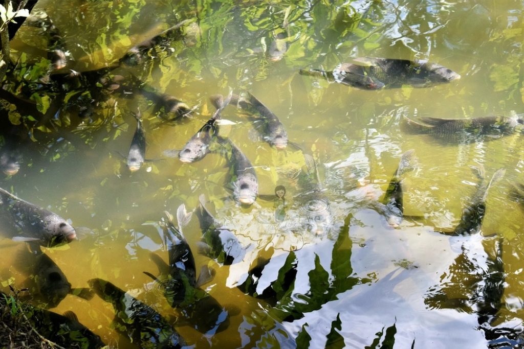 Catfishes in Catfish Farm Krabi
