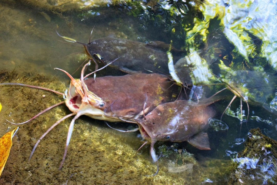 Nina's Giant Catfish Farm Kohl Eyed Tales