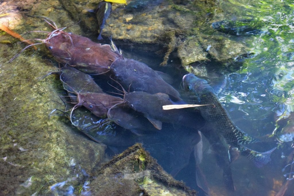 giant catfish farm