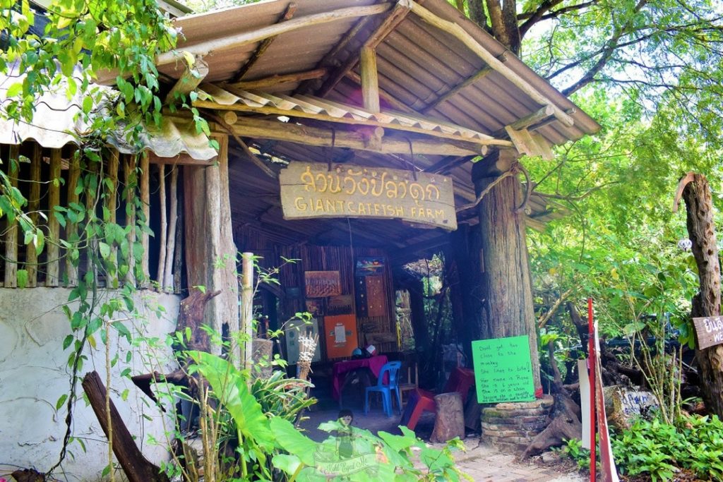 Giant Catfish Farm Ao Nang Krabi