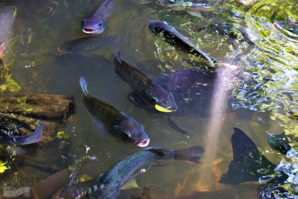 Catfish Farm
