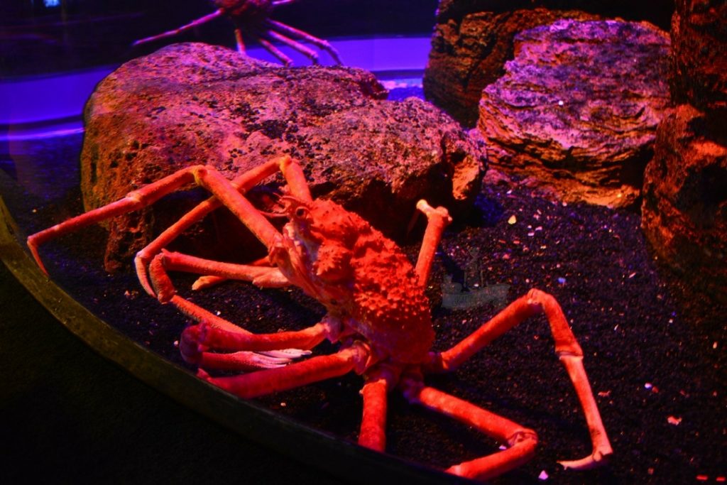Crab - Siam Ocean World