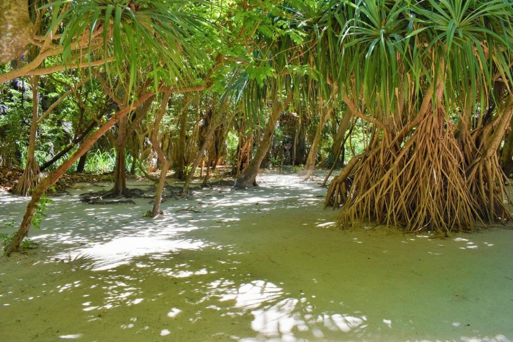 Loh Samah Bay - Maya Bay - Phi Phi Islands