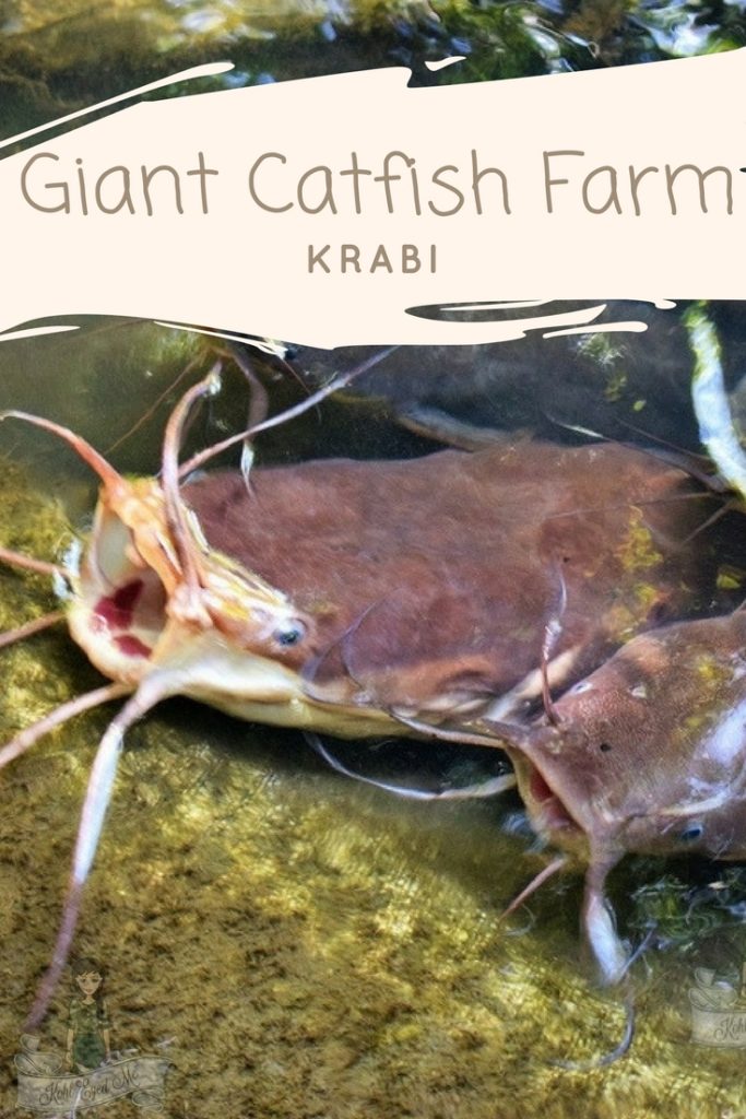Giant Catfish Farm Krabi Ao Nang Thailand Pinterest 