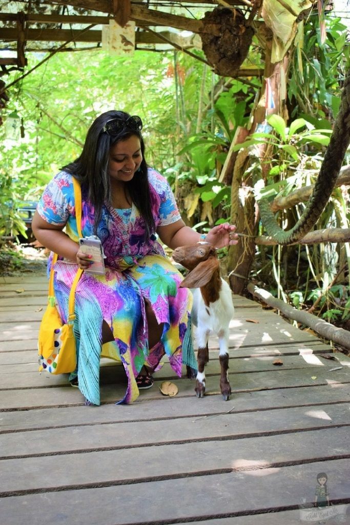 Giant Catfish Farm Ao Nang Krabi - The little lamb 