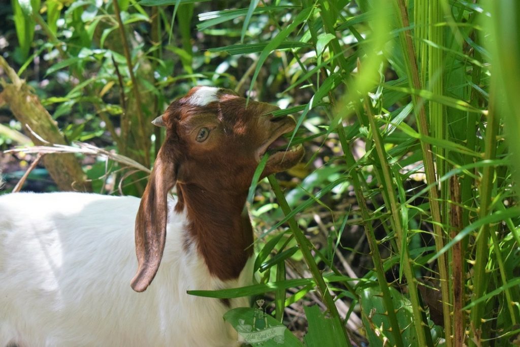 Lamb munching on grass - Giant Catfish Farm Ao Nang