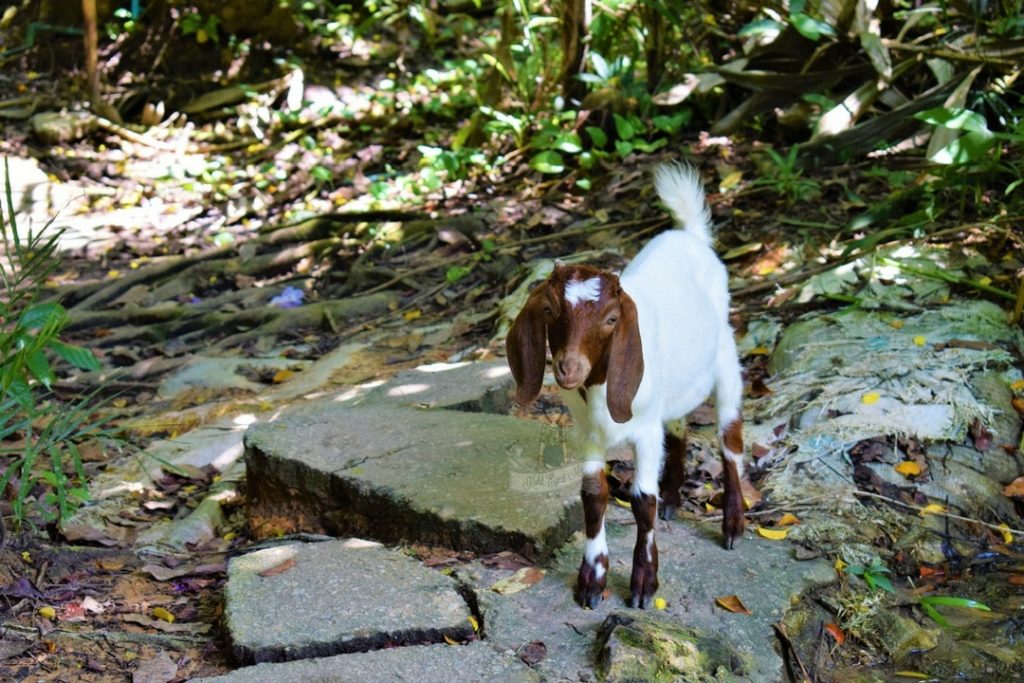 Lamb in giant catfish farm krabi
