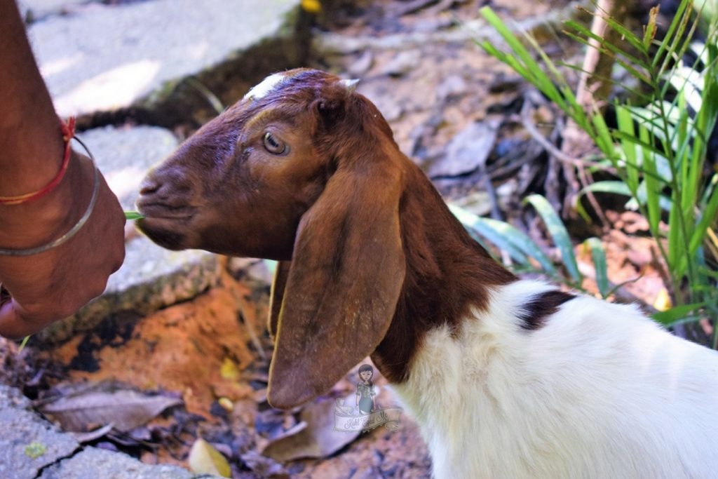 Lamb in Catfish Farm Krabi