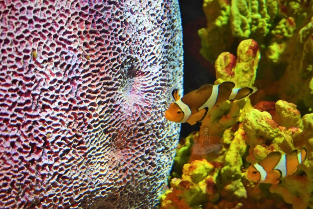 Nemo - Clown fish Sealife Ocean world
