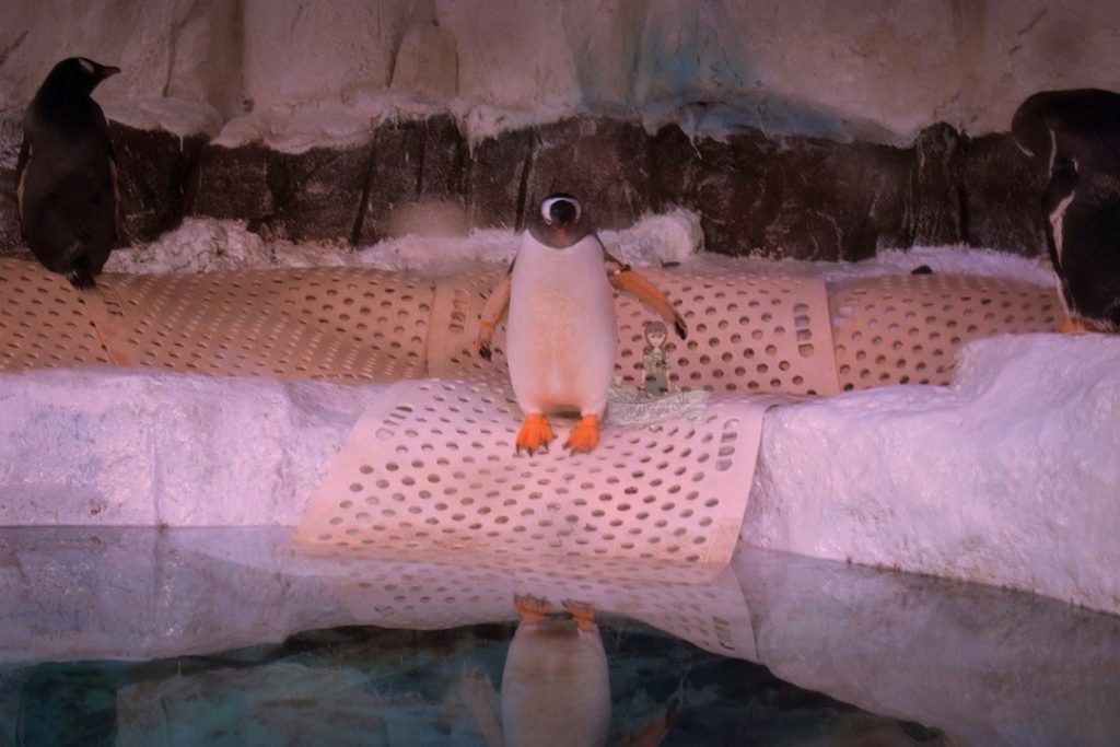 Penguins in Sealife Ocean world