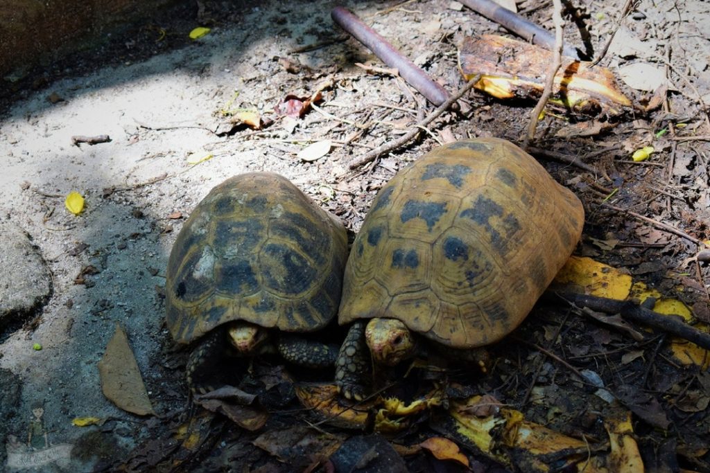 Tortoises in Giant Catfish Farm Krabi