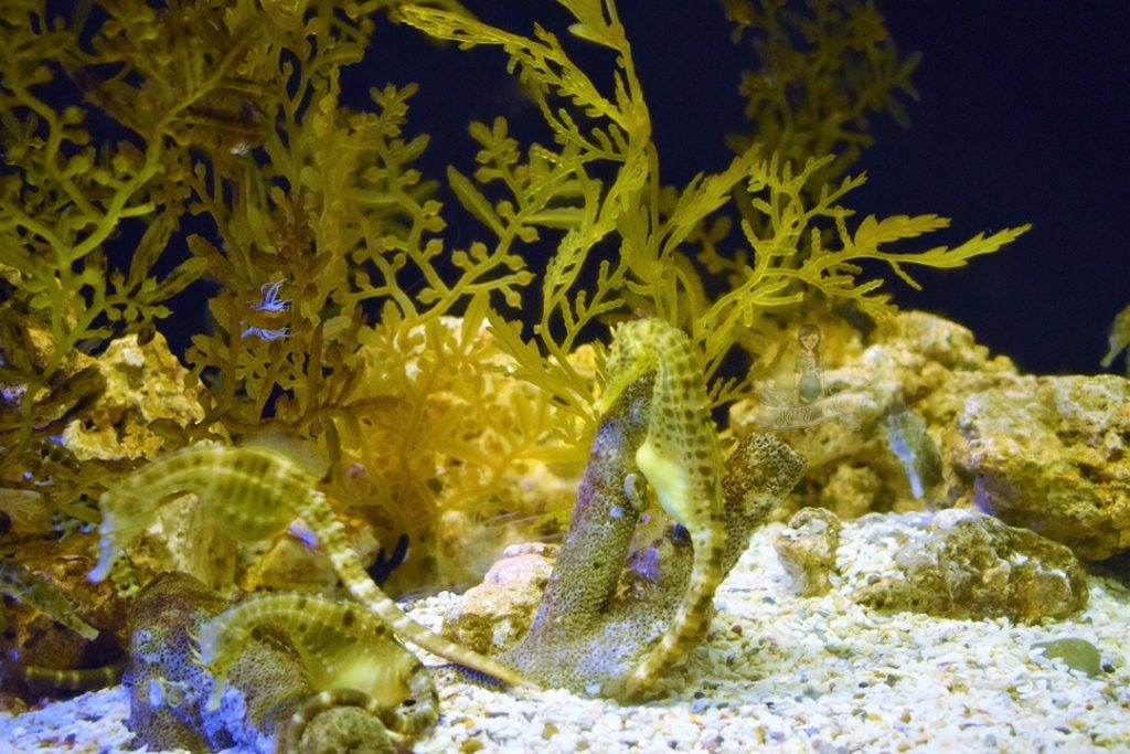 Seahorse Sealife Ocean world
