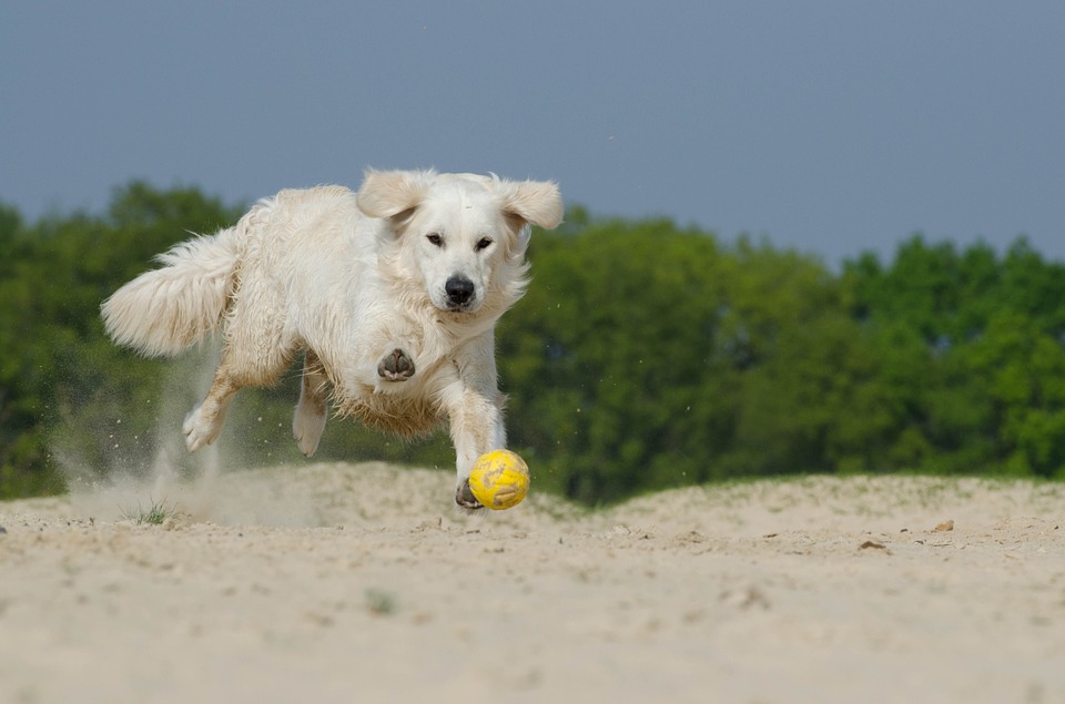 golden-retriever-beach-play