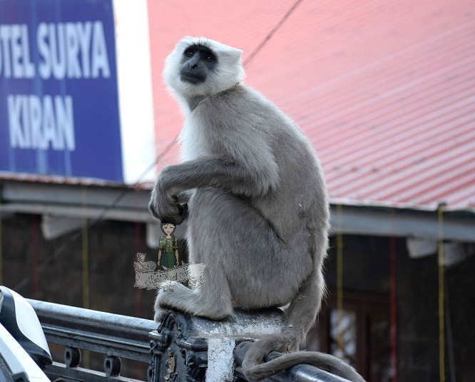 Monkey at Mussoorie