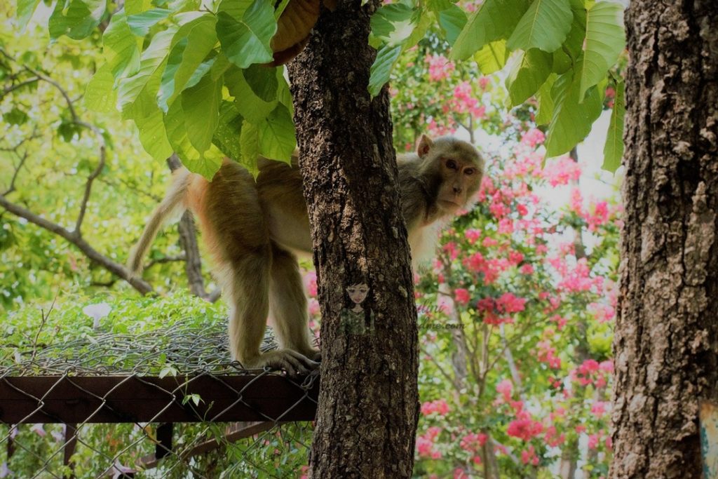 Malsi Deer Park animals - Dehradun Zoo Monkey kohleyedme.com