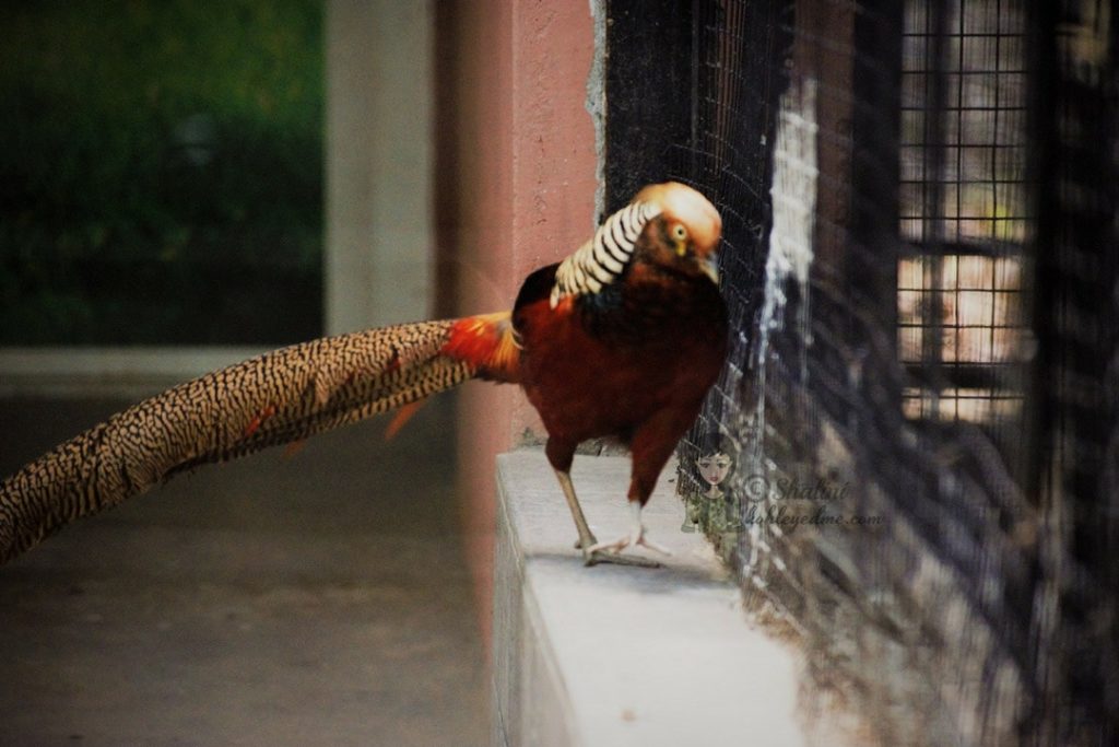 Malsi Deer Park pictures images - Dehradun Zoo Birds kohleyedme.com