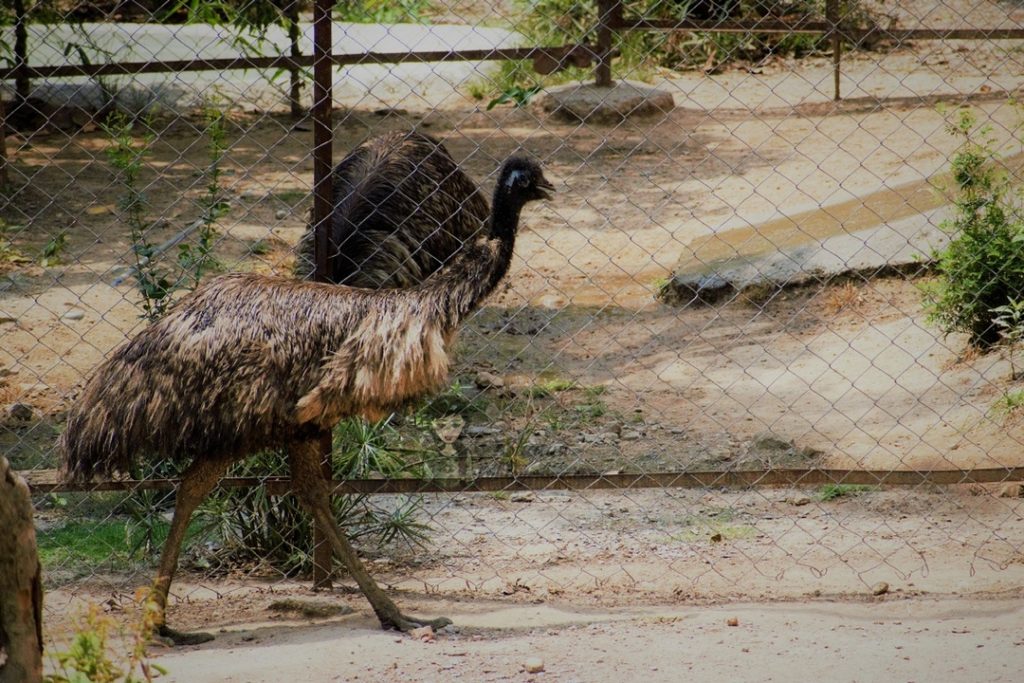 Malsi Deer Park entry fees ticket price - Dehradun Zoo Emu kohleyedme.com