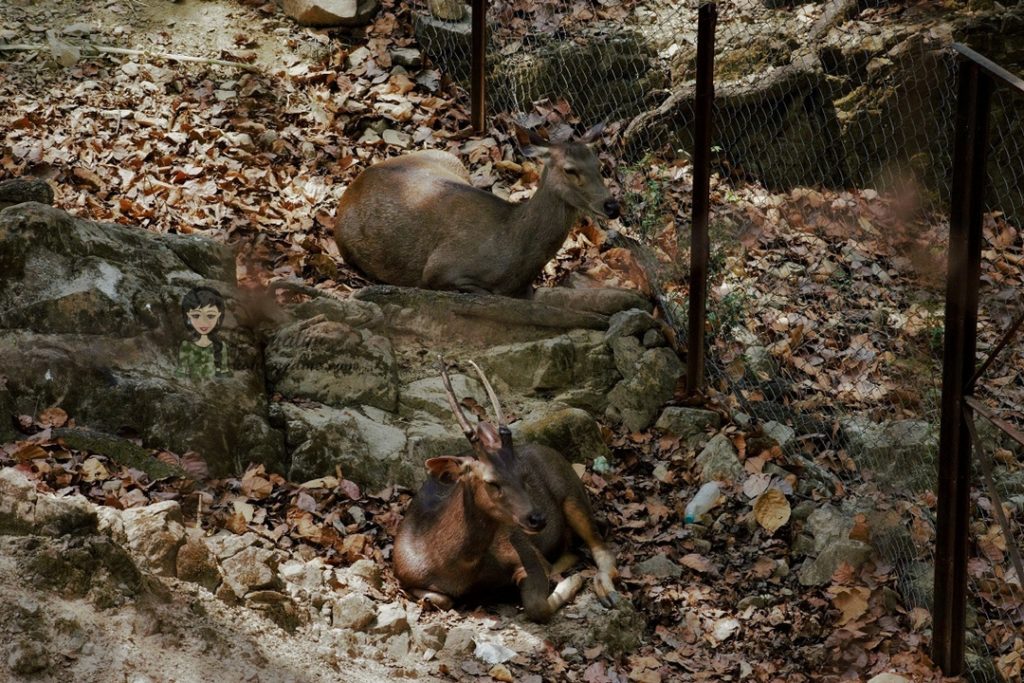 Malsi Deer Park - Dehradun Zoo Deer kohleyedme.com