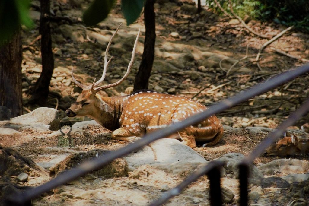 Malsi Deer Park - Dehradun Zoo Deer kohleyedme.com