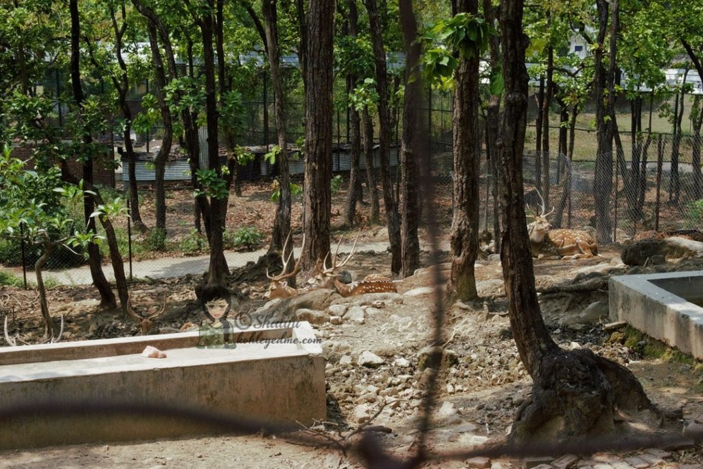 Malsi Deer Park - Dehradun Zoo Deer kohleyedme.com
