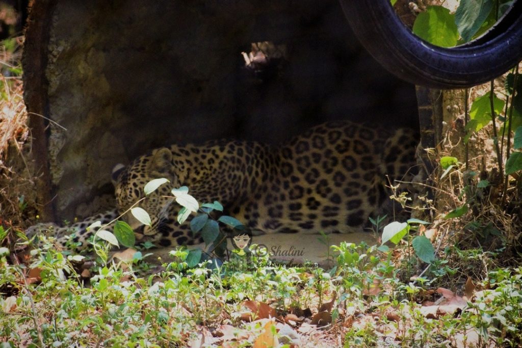Malsi Deer Park - Dehradun Zoo Leopard animals in malsi deer park - kohleyedme.com