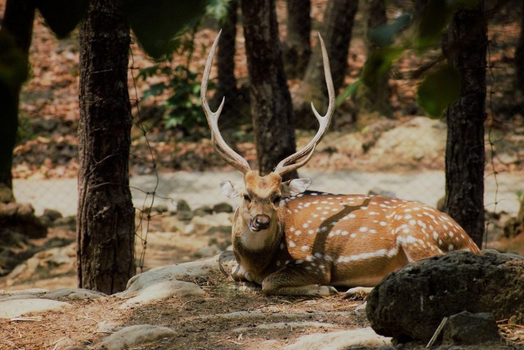 Malsi Deer Park - Dehradun Zoo Deer kohleyedme.com