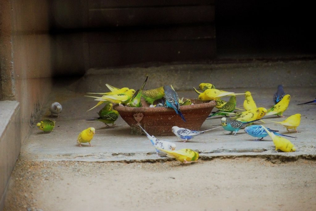 Malsi Deer Park - Dehradun Zoo Birds kohleyedme.com