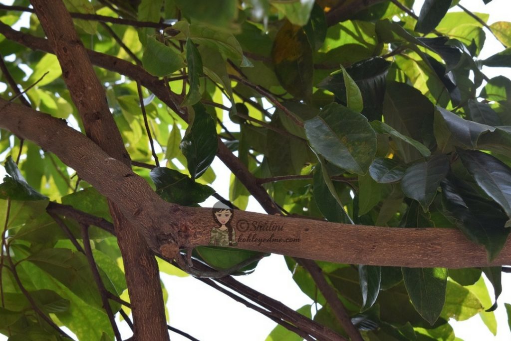 Rudraksha tree in Rishikesh Paramarth Niketan Ashram