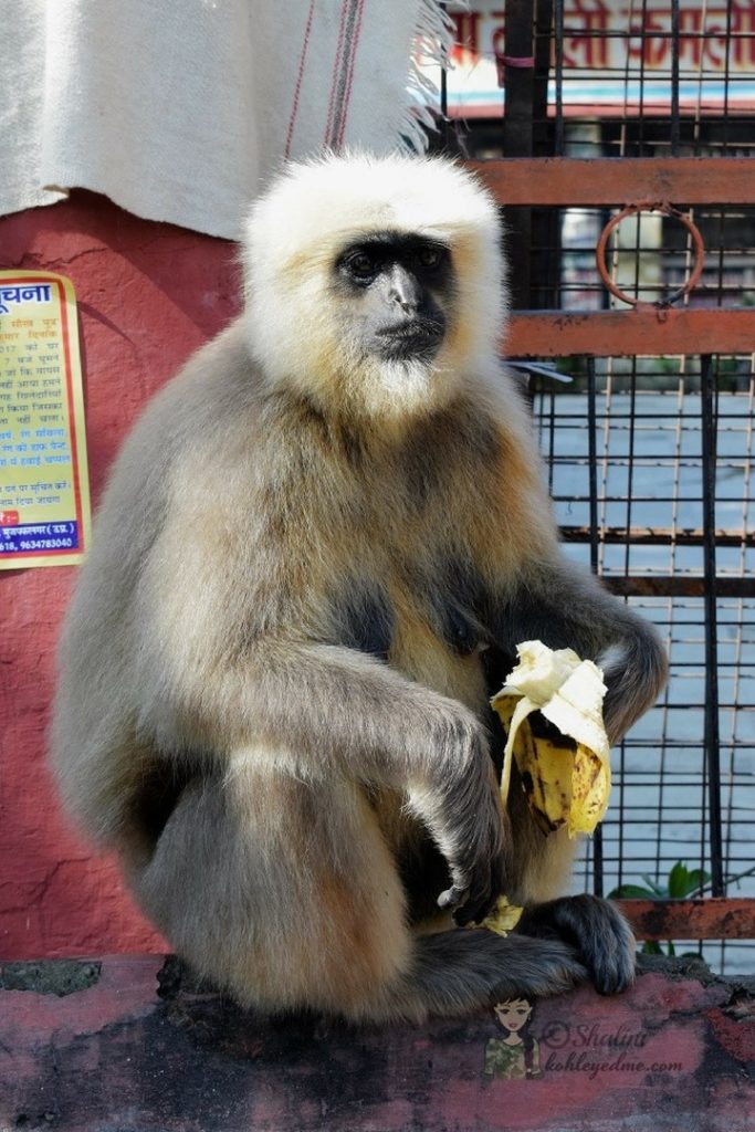 Rishikesh things to do 