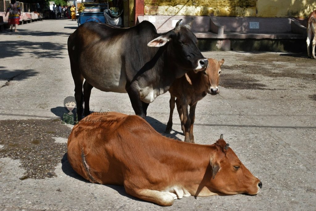 Rishikesh holy cows