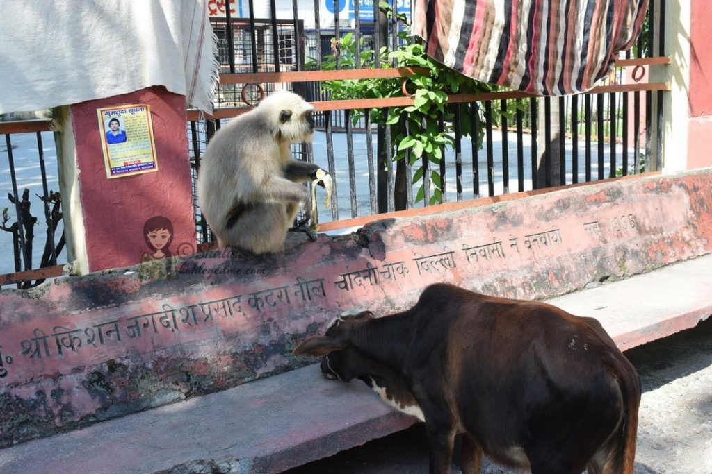 Rishikesh sightseeing