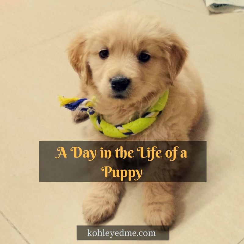 A Day in the Life of a Puppy kohleyedme.com