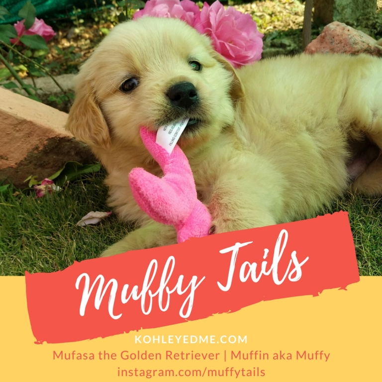 Muffy Tails - Golden Retriever Pupper- all about me -kohleyedme.com