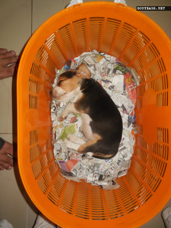 Dog sleeping position sideways