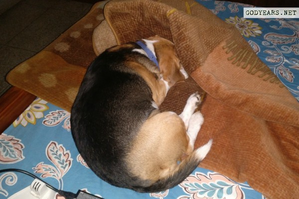 Dog sleeping position curled up