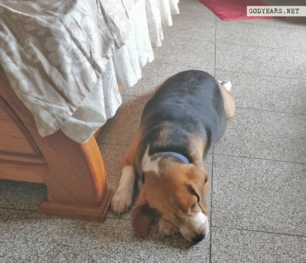 Dog sleeping position superdog superman