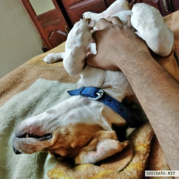 Dog sleeping position upside down