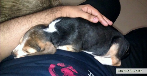 Dog sleeping position touchyfeely