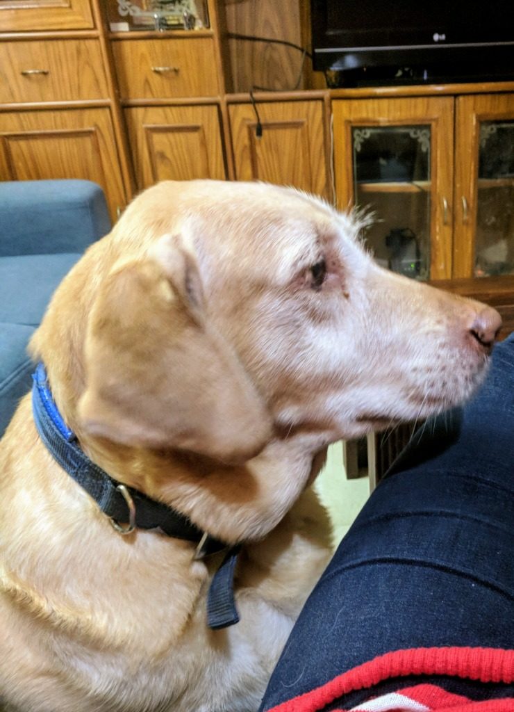 Coco Dogs and Exercise kohleyedme.com