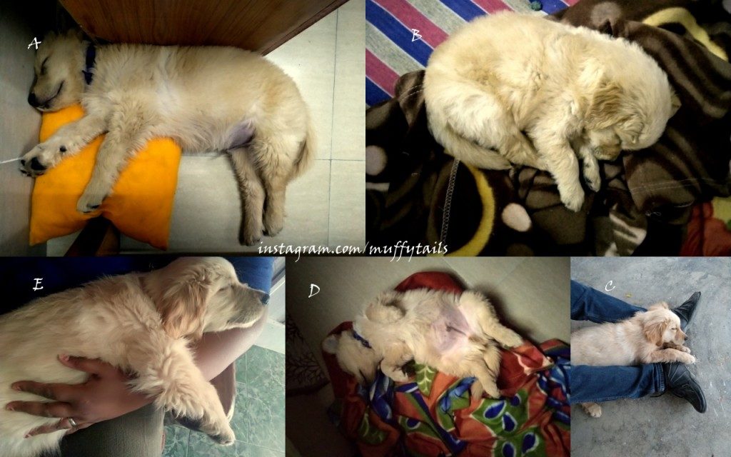 MuffySleepingPosition kohleyedme.com
