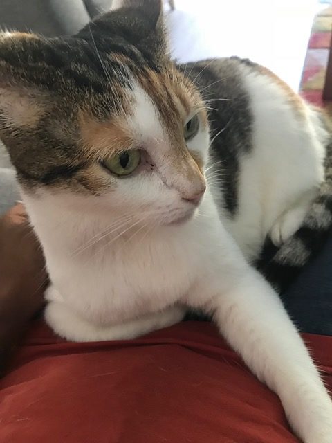 Cats and Dogs kohleyedme.com