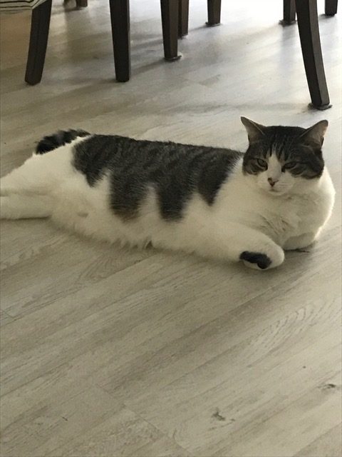 cats and dogs are friends kohleyedme.com