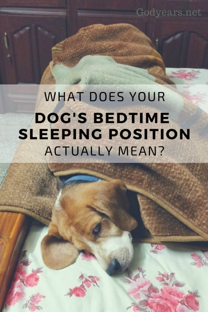 what_does_your_dogs_bedtime_sleeping_position_mean godyears.net kohleyedme.com
